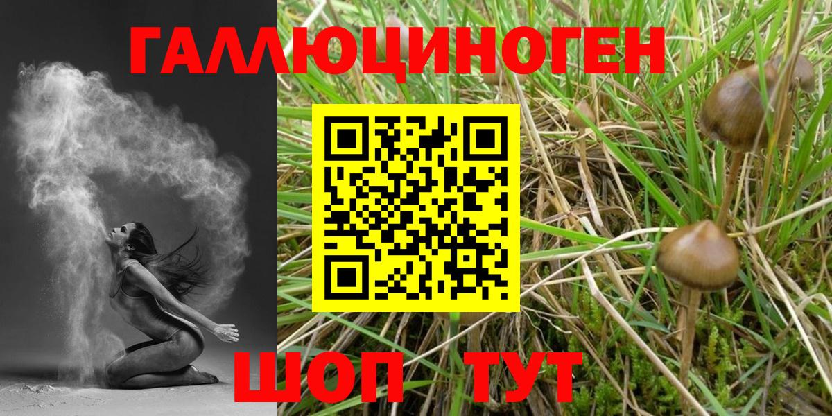 Бор  Псилоцибиновые грибы MAGIC MUSHROOMS  купить  цена  Вход с VPN  Галлюциногенные грибы Psilocybine cubensis 