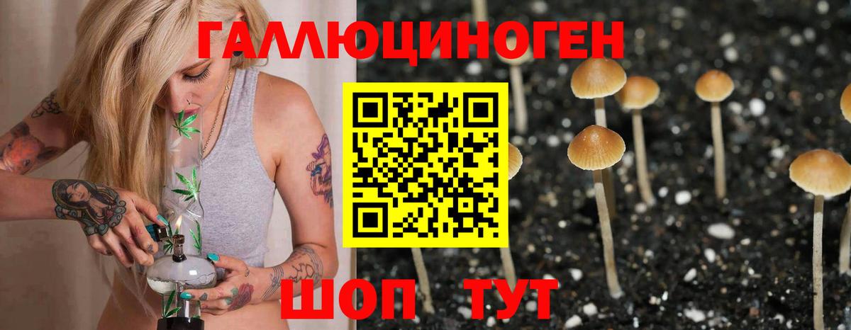 Псилоцибиновые грибы Psilocybe Бор